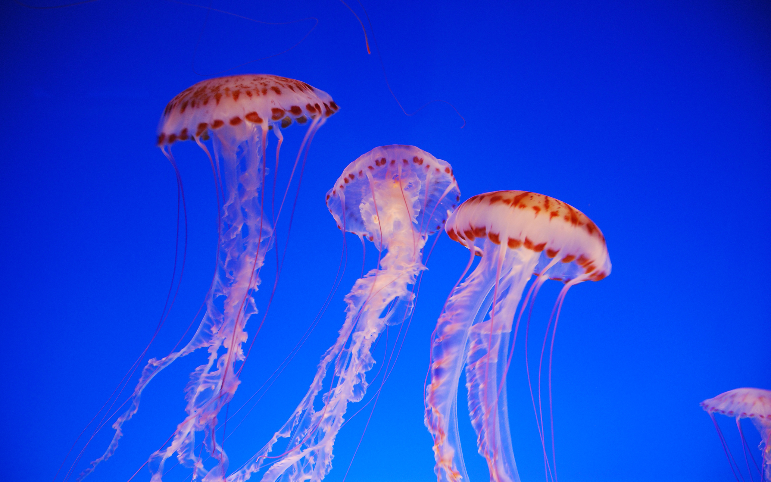 225096-jellyfish-underwater-ocean-sea-bokeh-jelly-78