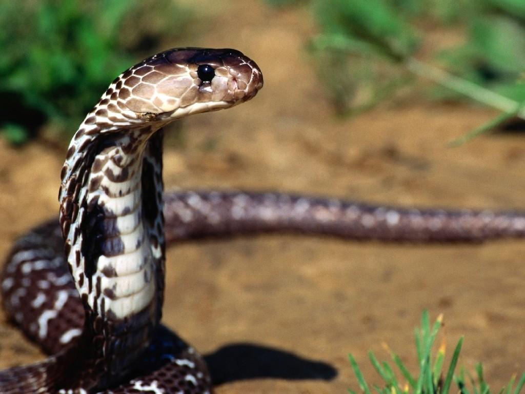 Kahve falında yılan görmek ne anlama gelmektedir? Kahve falında yılan görmek nedir?