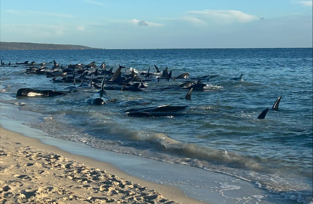 AVUSTURALYA'da balinalar kıyıya vurdu